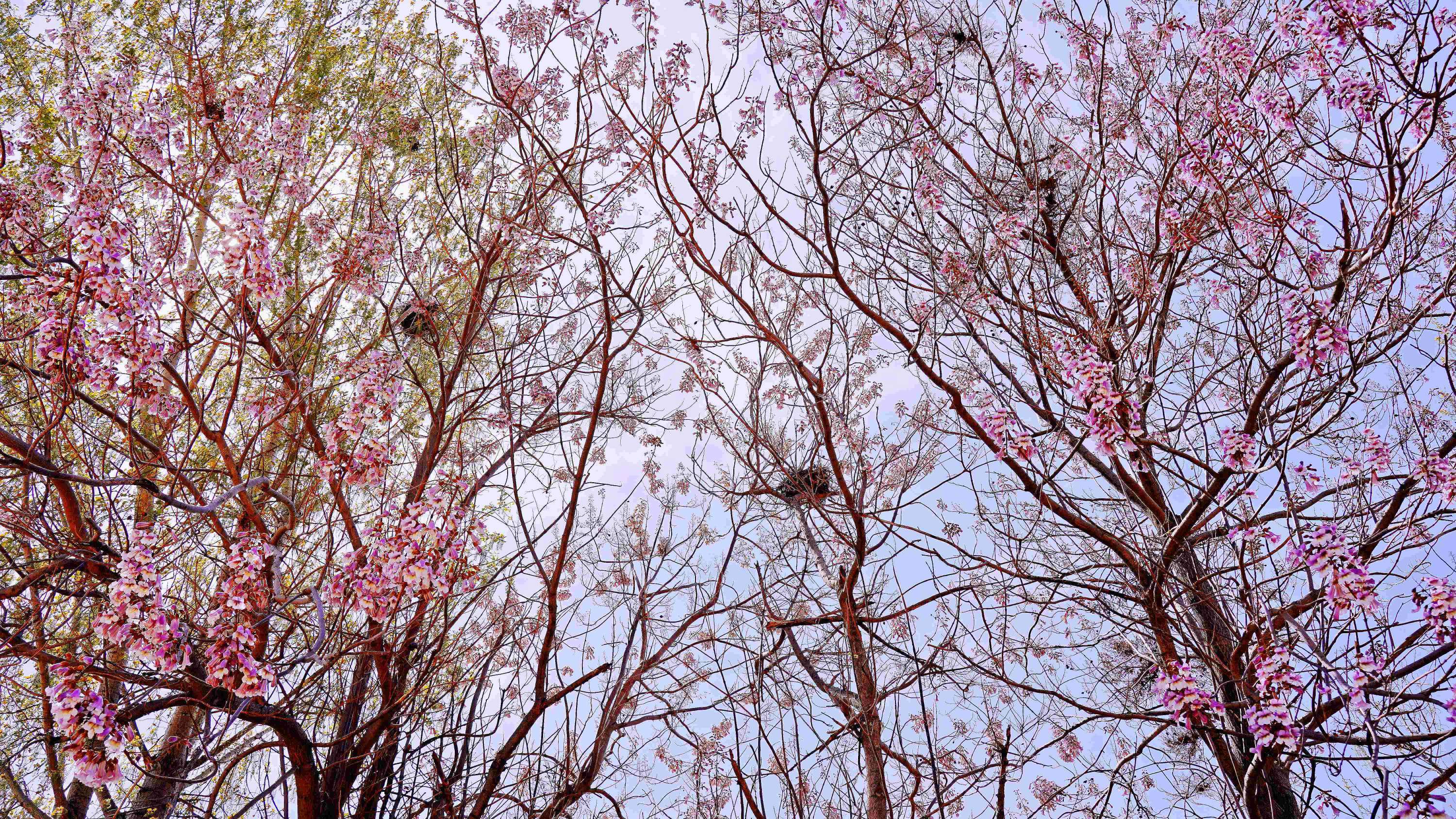 梧桐花開，鳳凰自來(lái)。