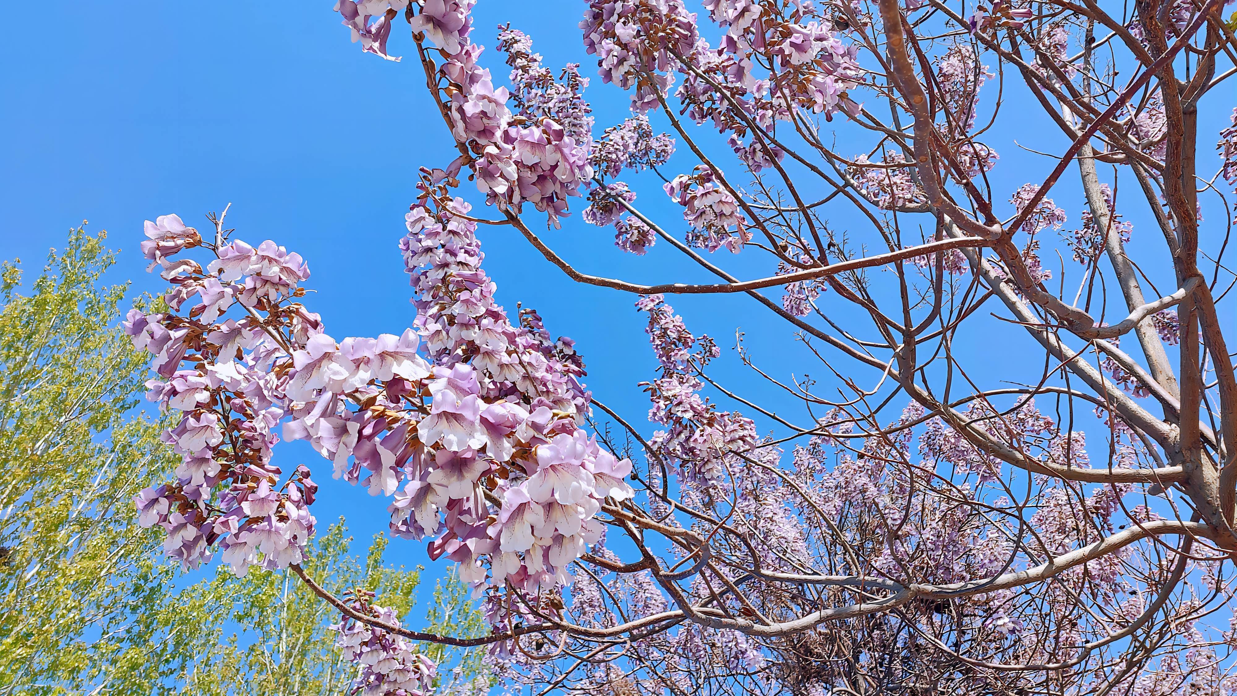 梧桐花散發(fā)著沁人心脾的清香